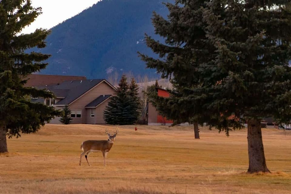 The neighbors are a bit wild