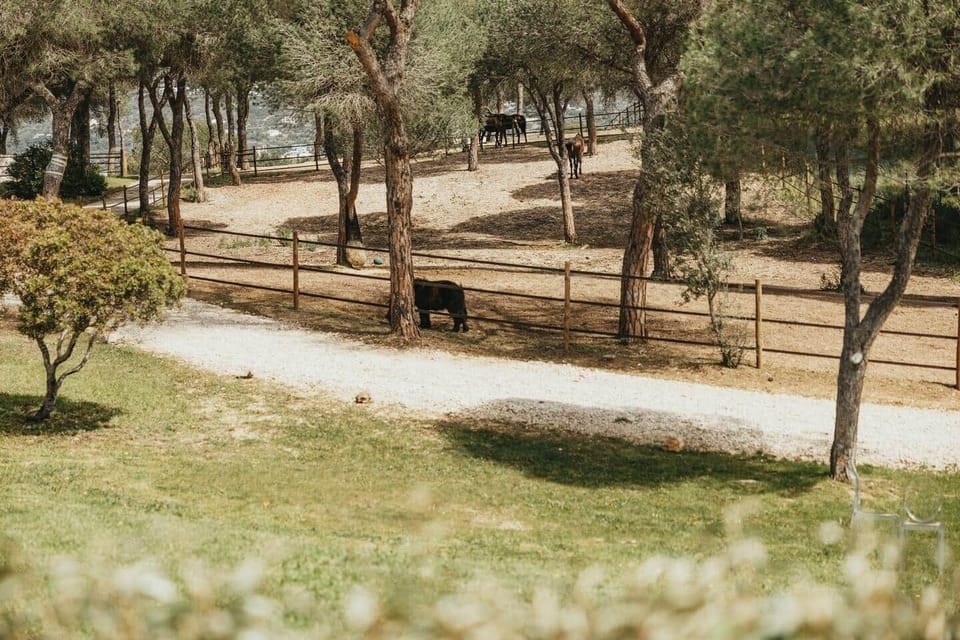 Casalot olive grove with trees at country house in Almancil Algarve