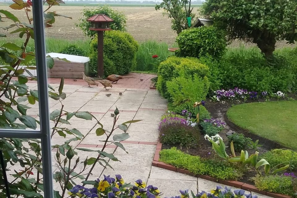 Garden [summer]