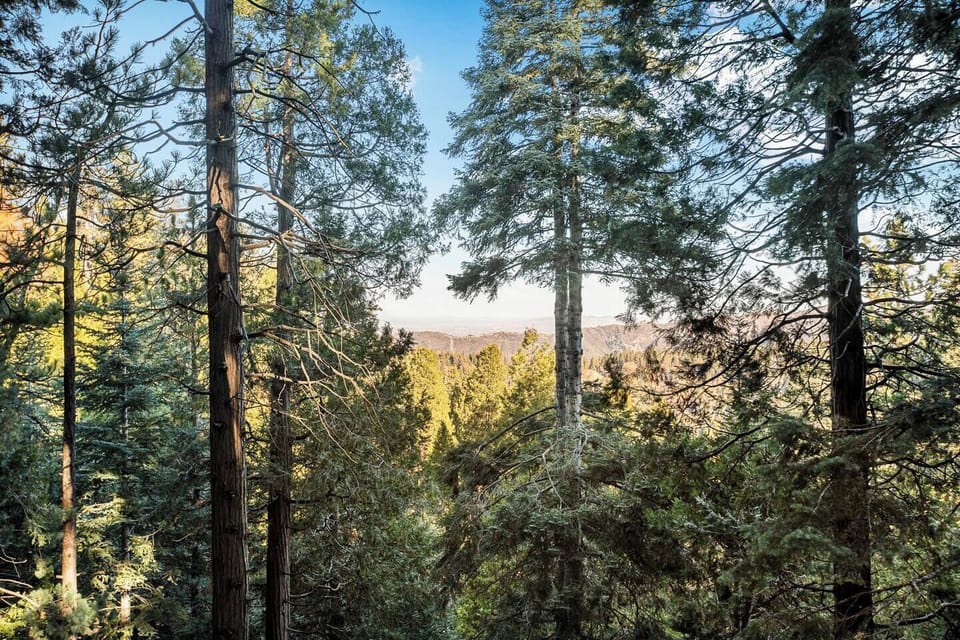 Serene pine forest setting with sweeping mountain-and-valley views