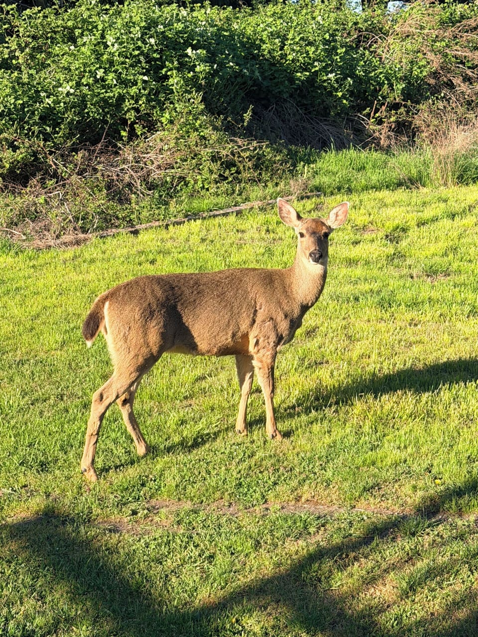 This one decided to pause, pose and say hello
