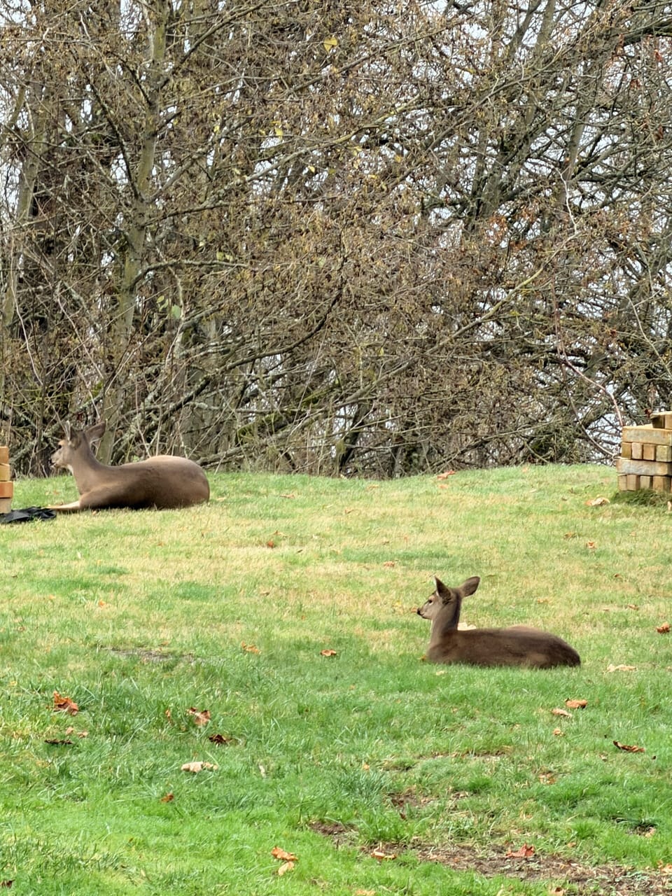 Deer family that visits our house and chills out there
