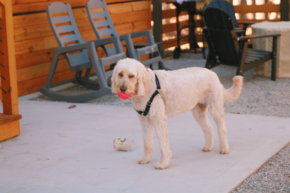 Bailey says " Welcome"