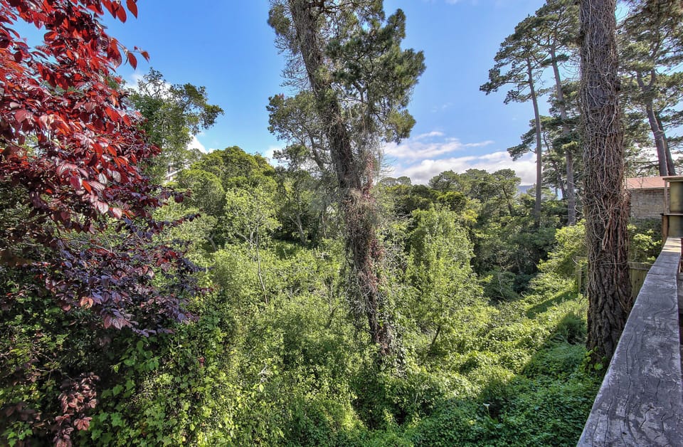View of the Lush Canyon that Runs Behind the Home