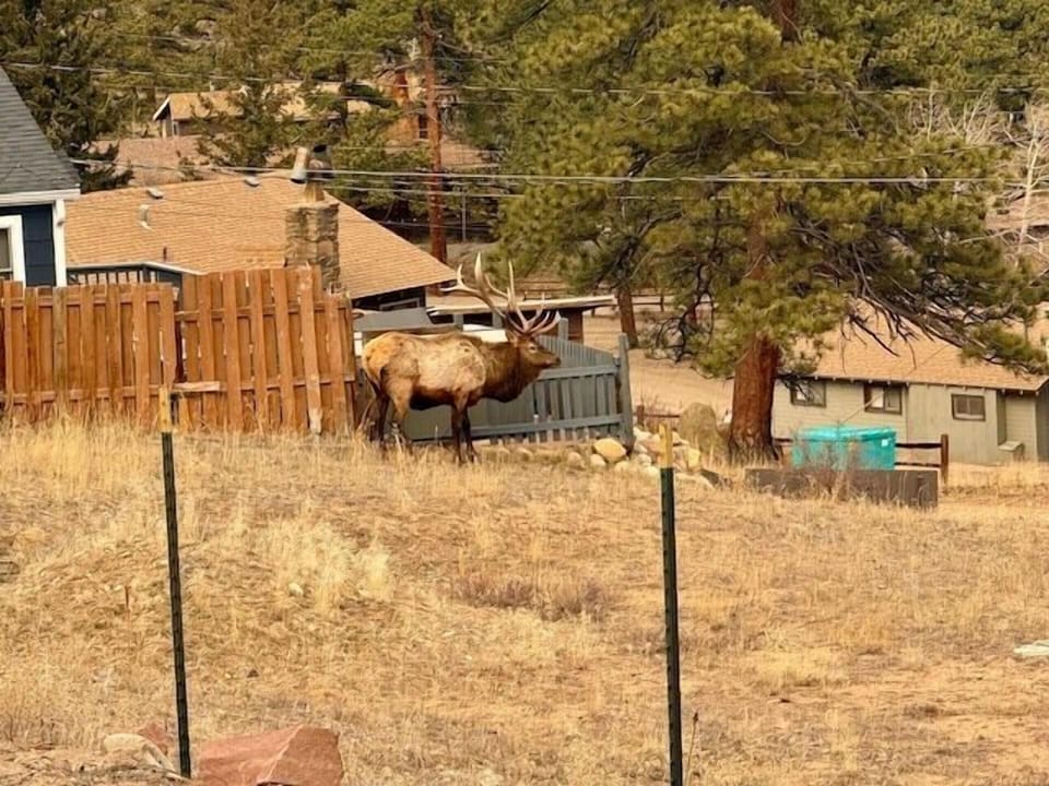 Elk sometimes wander right up to the house, always an incredible sight.