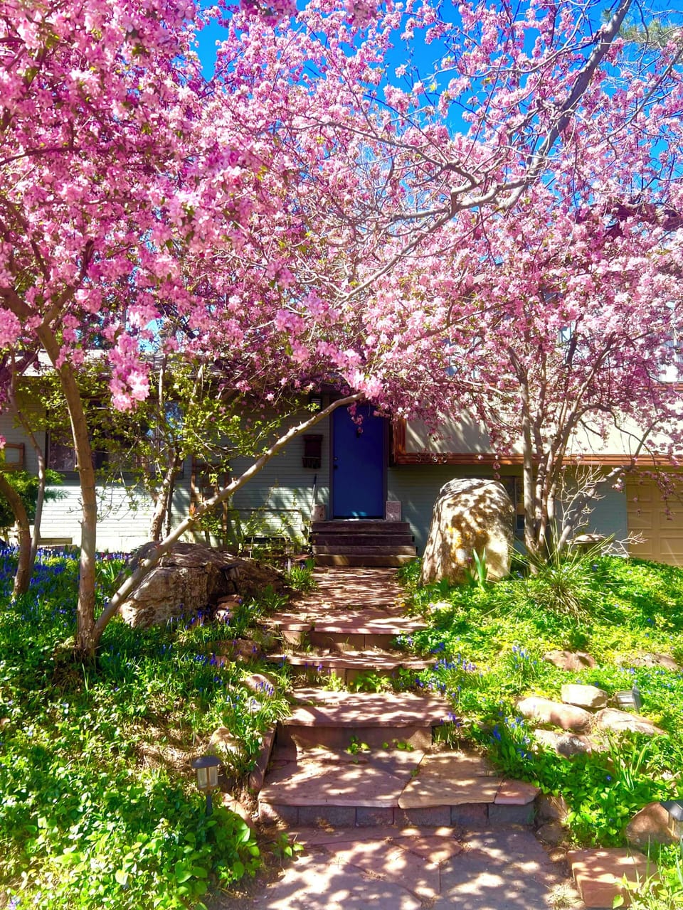 Front of house in Spring with apple blossoms in full bloom 