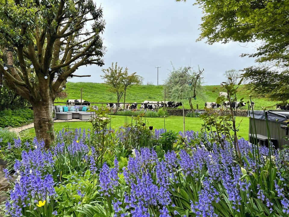 View from the terrace outside the dining room - passing herd of dairy cows!