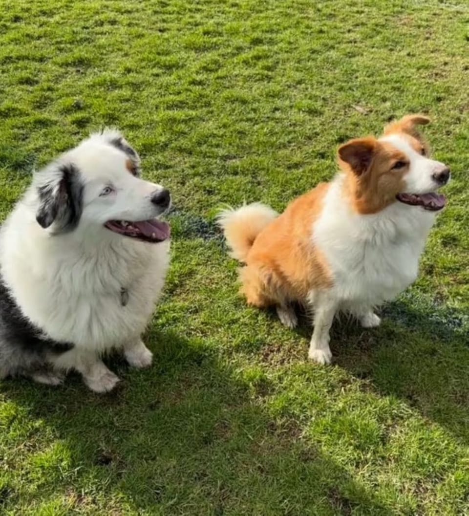 Puppas are welcome