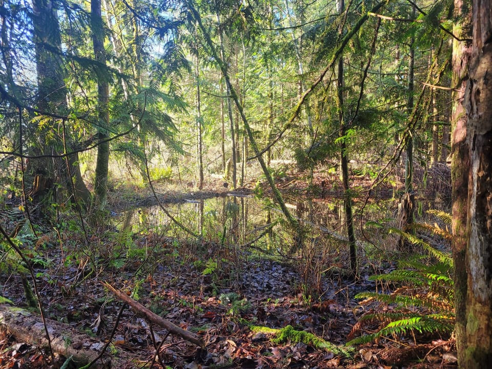 Walking trail in the protected growth area