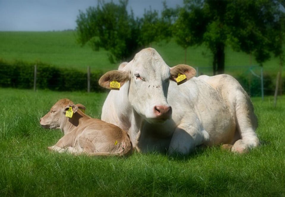 Vakantieboerderij Tergracht - Der Kostel - other