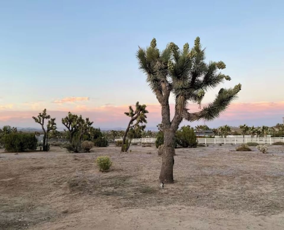Over 25 Joshua Trees on our 2.5 acre property!