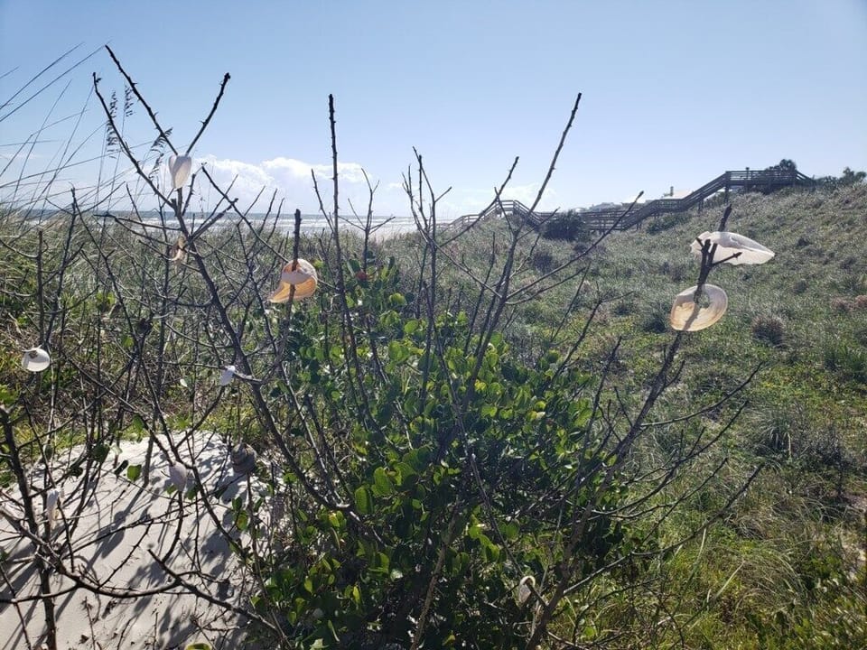 Shell tree