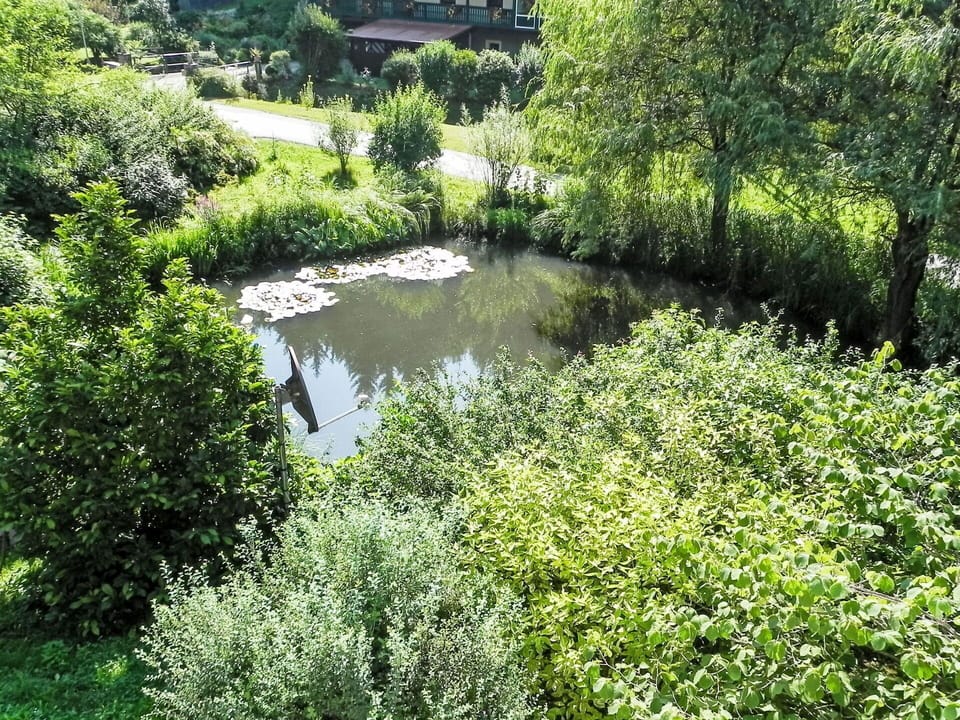 Vegetation, Shrub, Plant Community, Watercourse, Garden, Groundcover, Nature Reserve, Riparian Zone, Pond, Riparian Forest