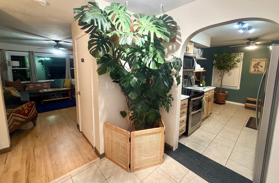 Foyer connects living & bedrooms; galley kitchen right, 9’ Monstera centerpiece