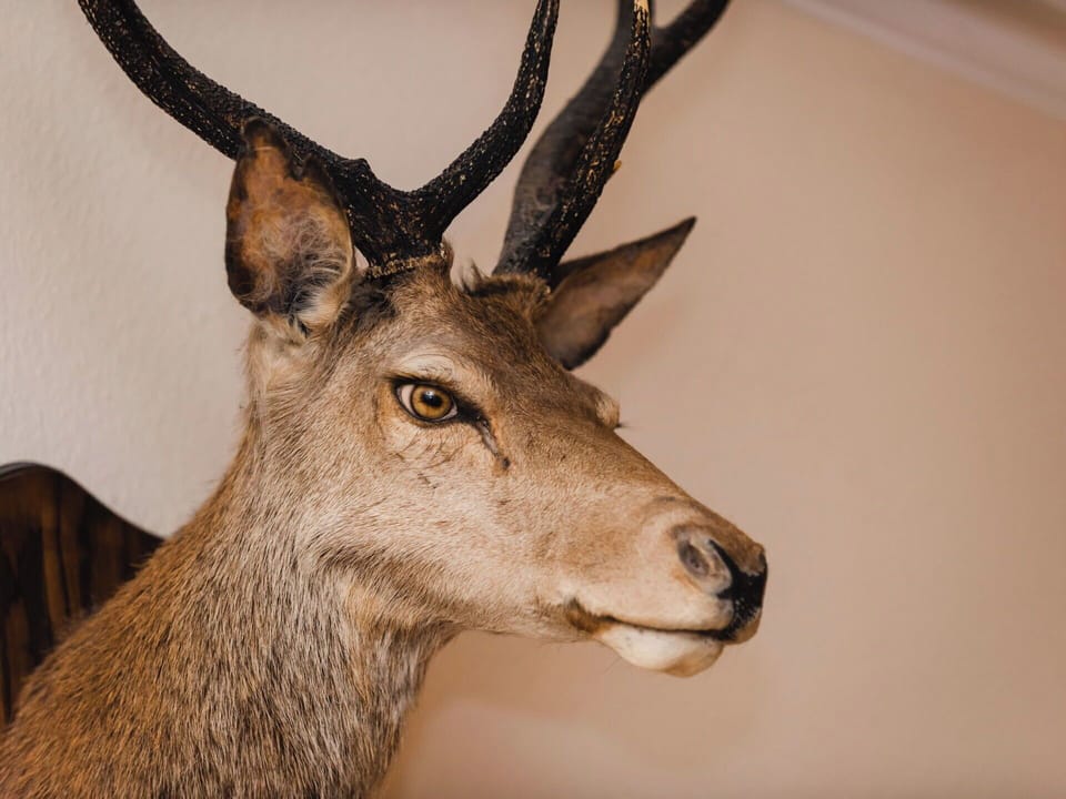 Deer, Antler, Horn, Reindeer, Natural Material, Elk