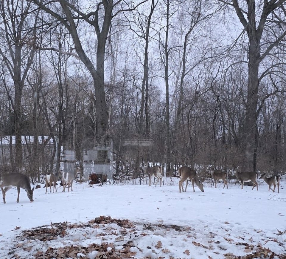 Wildlife on the property