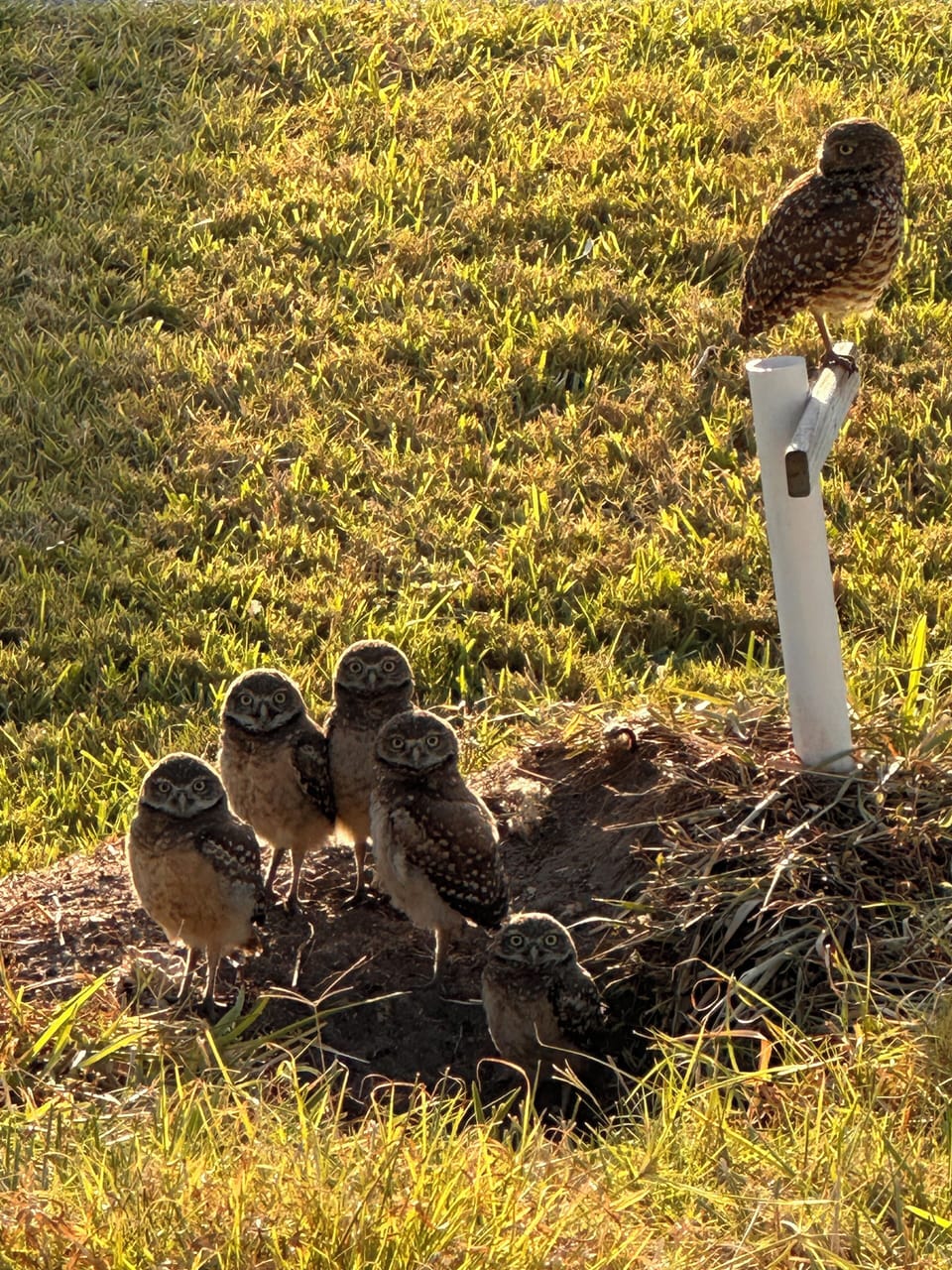 Our permanent residents situated right on our front lawn!