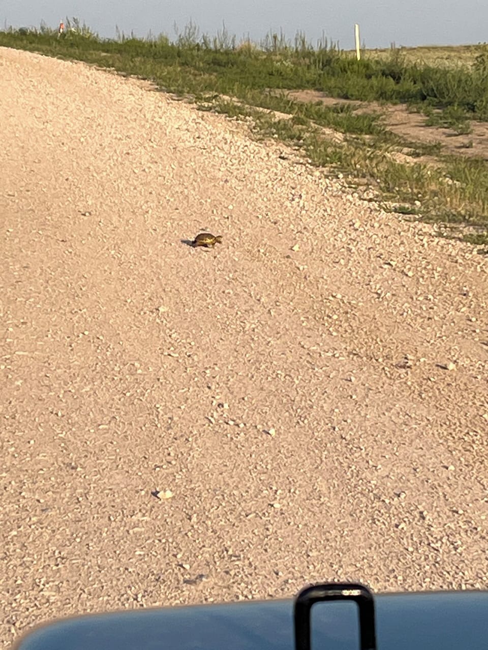 Attack prairie turtle. They will steal your strawberries 