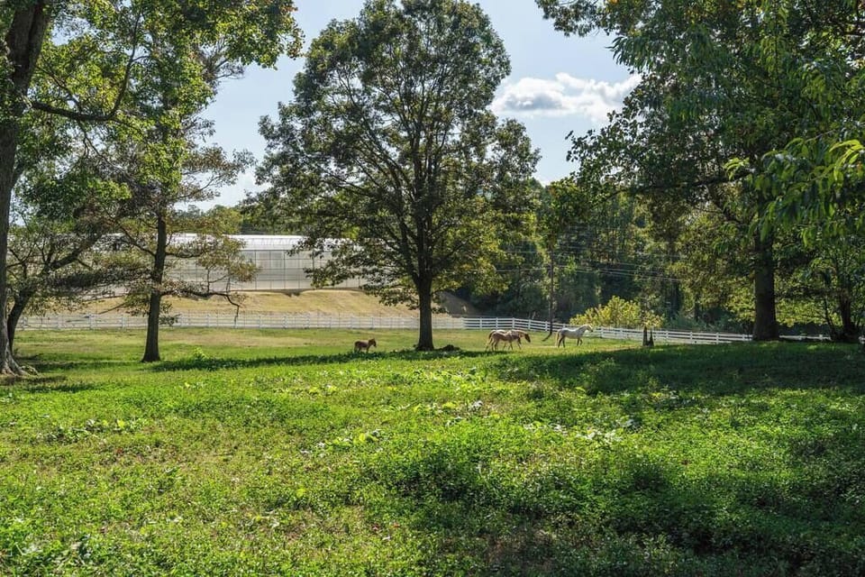2 horses and 2 donkeys live in the pasture in the middle of the property. They are all very friendly and will most likely come to you looking for treats. You can feed them apples or carrots. You may hear the donkeys if they think its time to eat!
