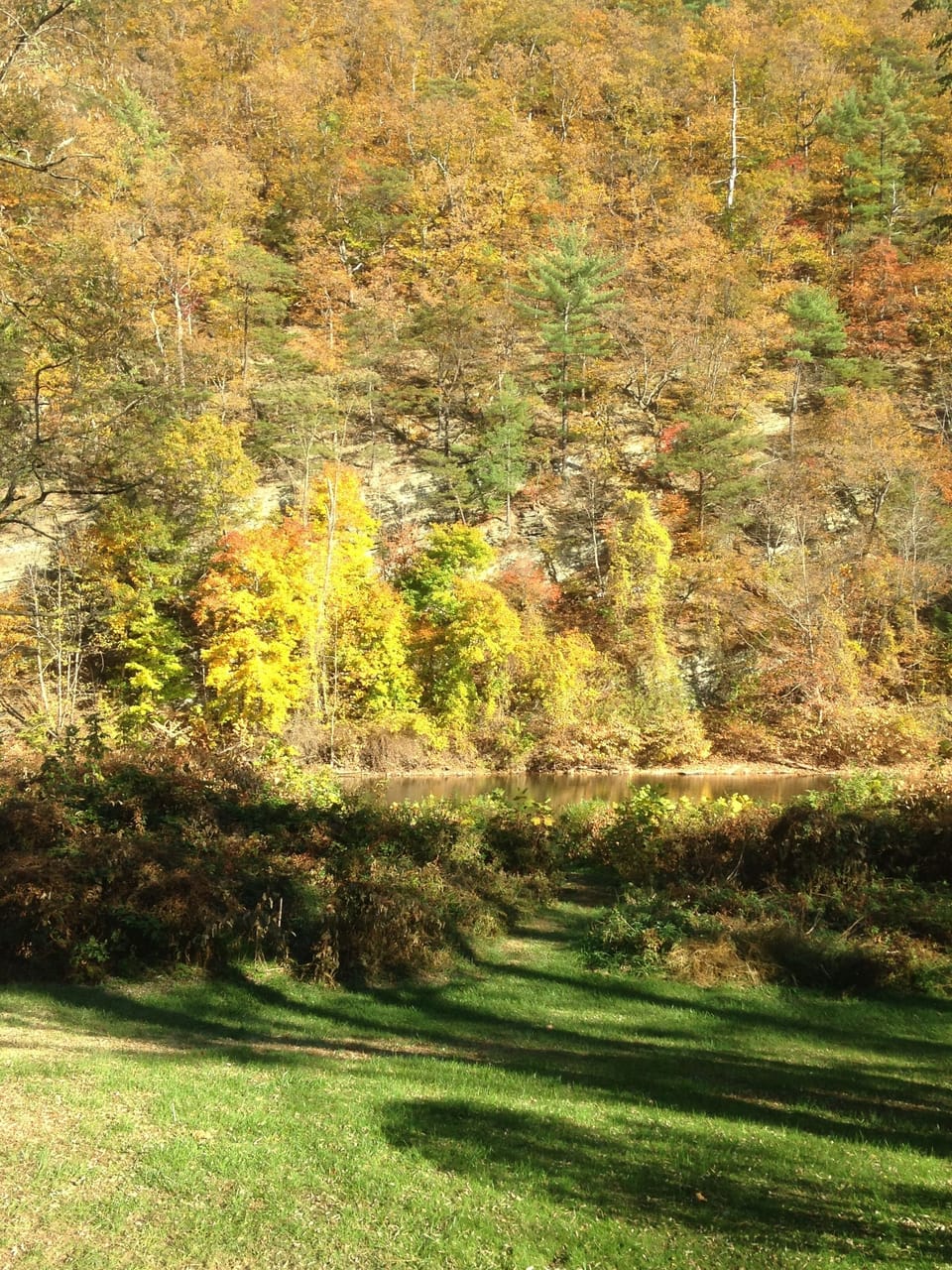 Rear yard and creek
