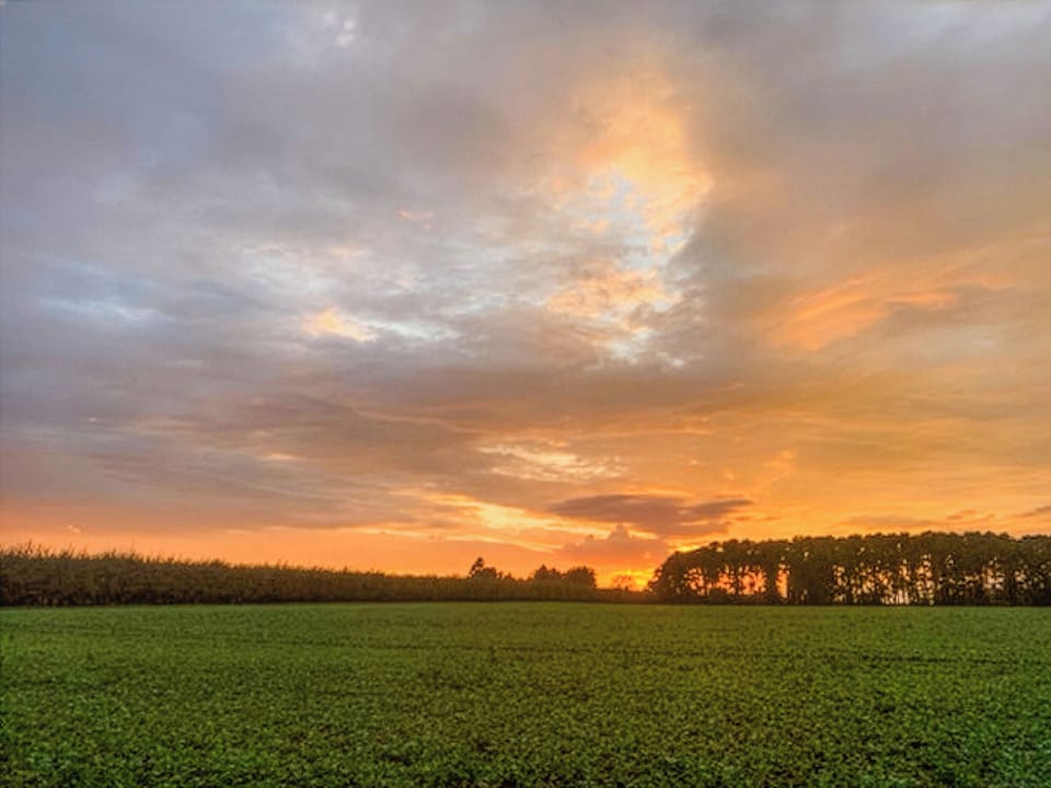 View | Bimblebox Stable, Reepham