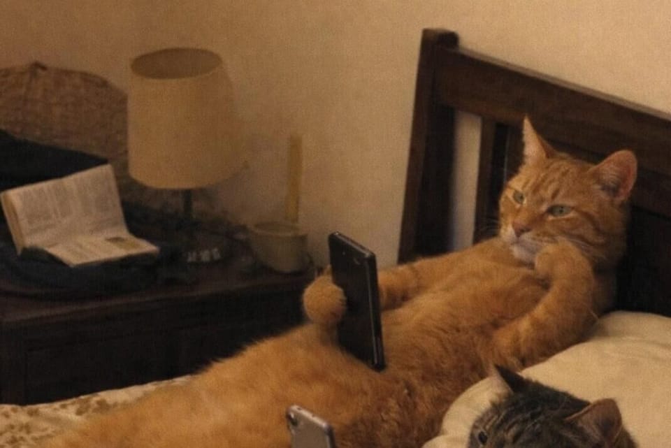 Pet-friendly