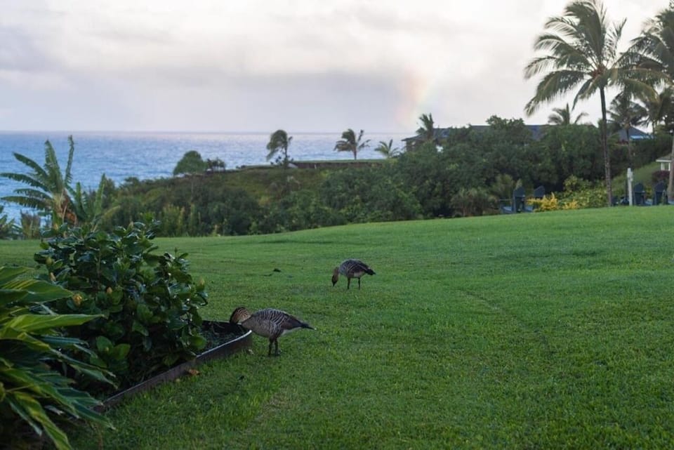 Breathe in salty air as rainbows and wildlife appear.
