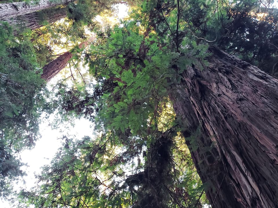 Towering redwoods create a majestic natural canopy surrounding Blissful River, offering glimpses of ancient forest beauty.
