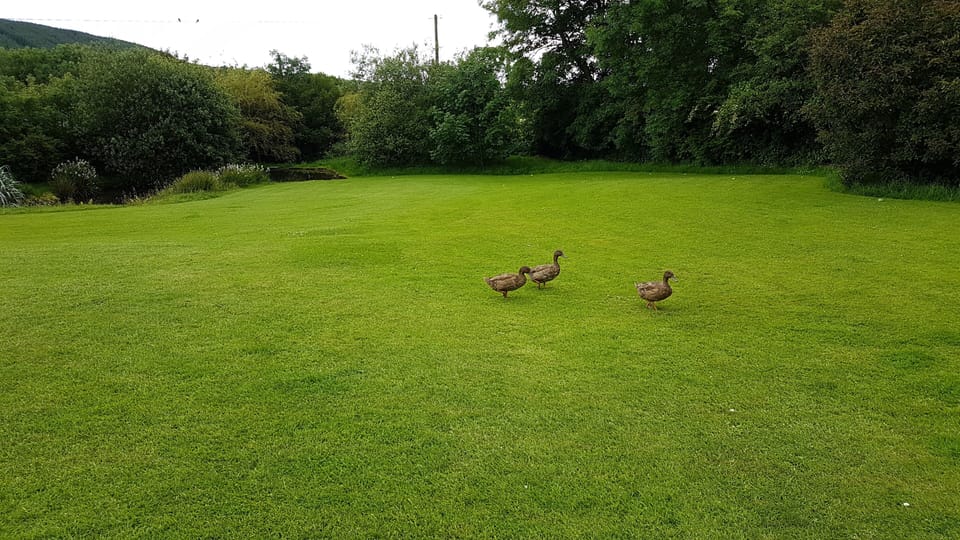View down our garden (ducks may have moved!)