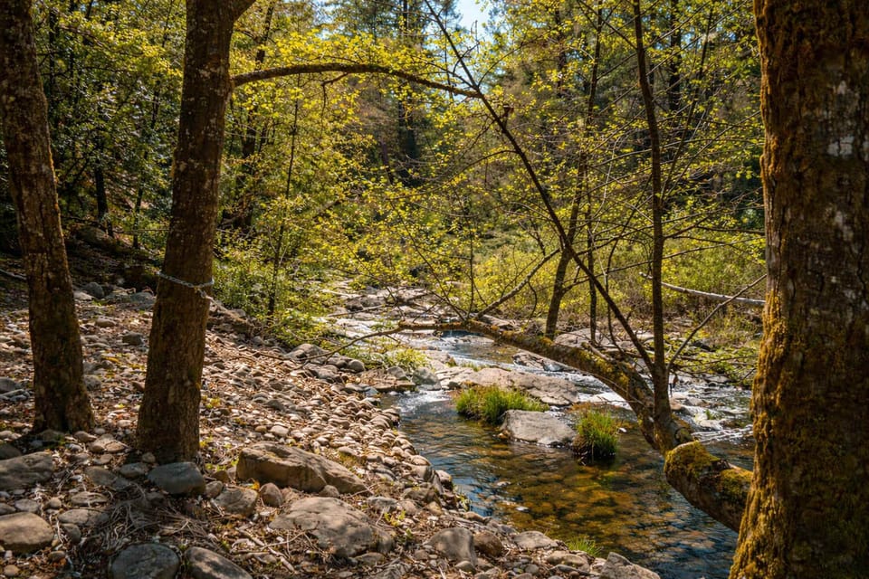 Scenic woodland stream with gentle flowing water and lush greenery, offering a calming natural escape.