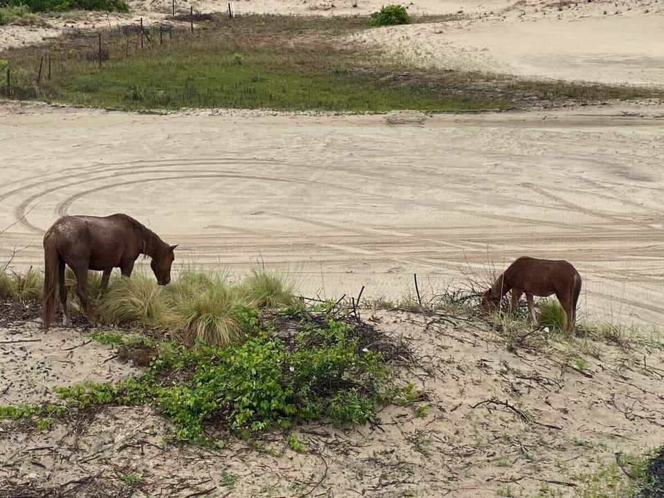 The wild horses often come by the house to graze