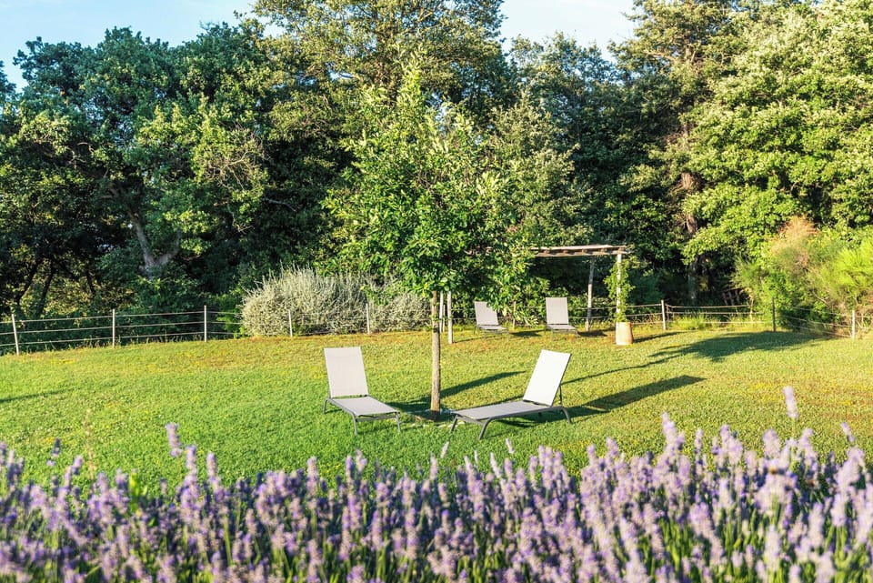 Grass, Shrub, Garden, Lawn, Spring, Groundcover, Meadow, Park, Shade