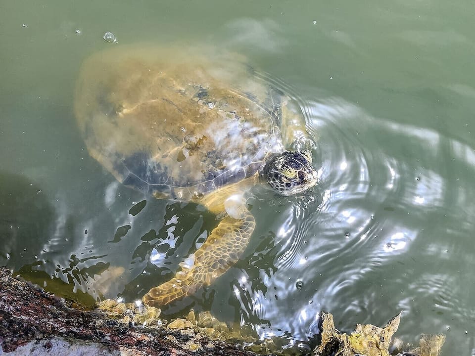 Turtle Spotting Magic