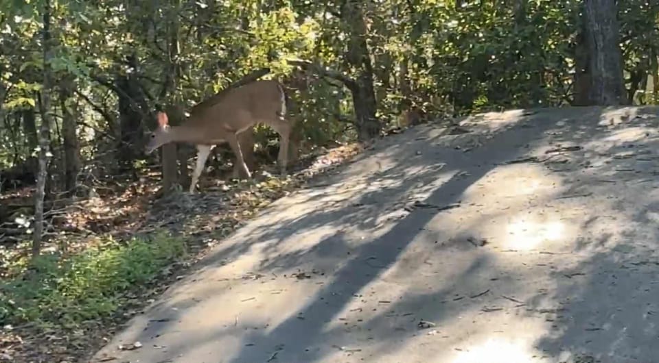 Deer crossing driveway