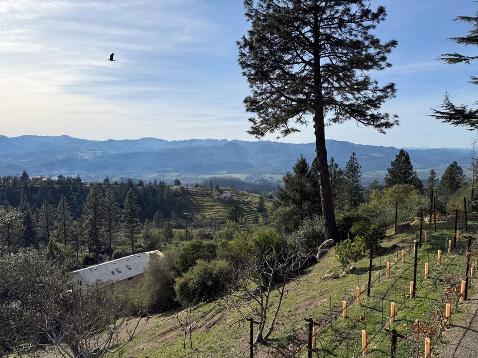 Hobby vineyard with 100+ Cabernet Franc vines, various citrus/fruit trees.