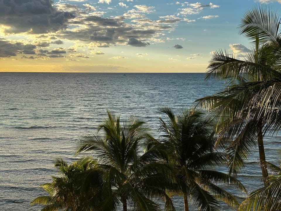 Palm tree early morning views