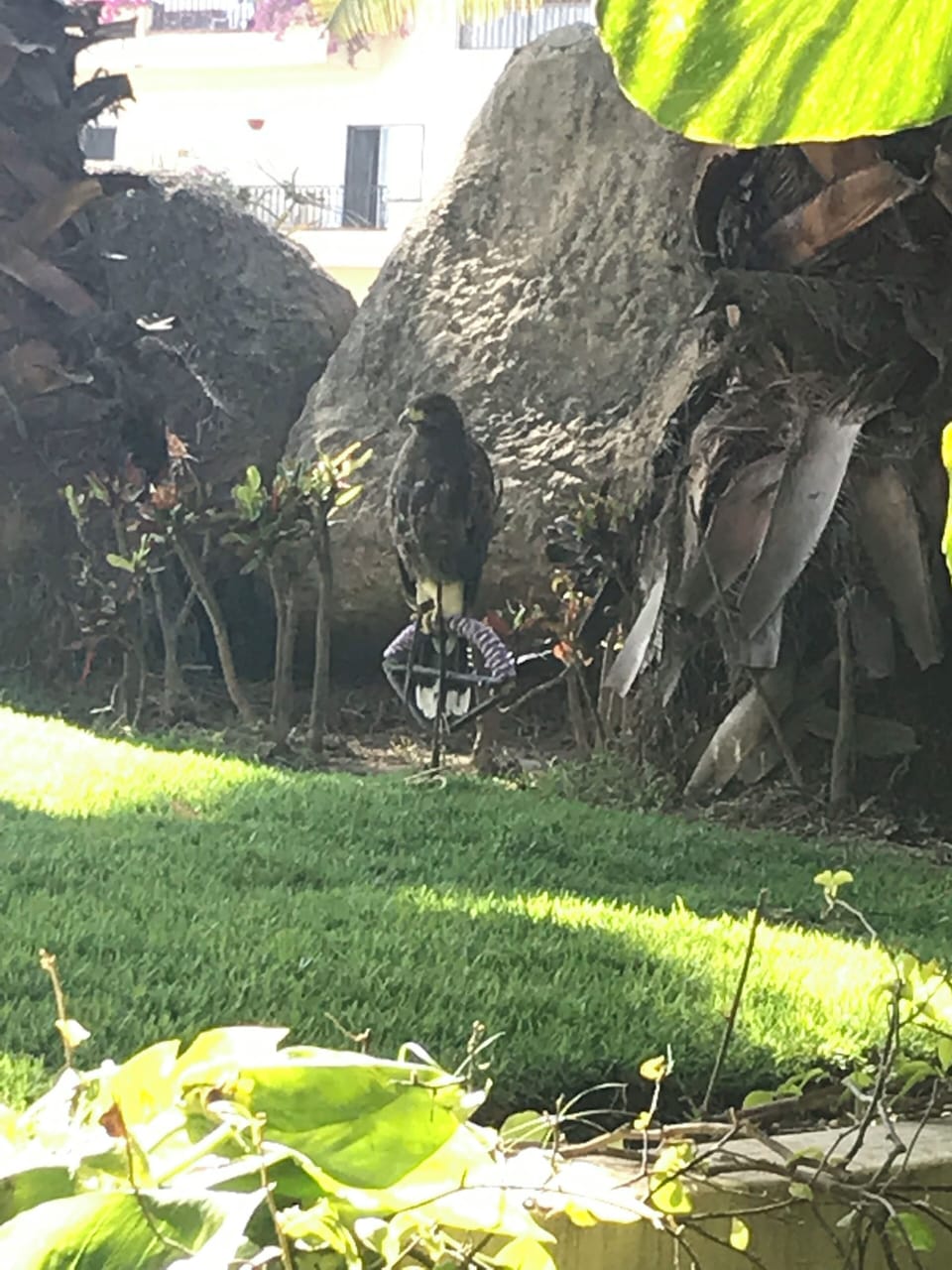 Trained hawk visits daily to help manage small birds - just scares them away!