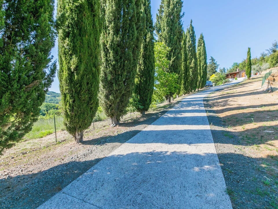 Thoroughfare, Trail, Evergreen, Larch, Walkway, Landscaping, Pine Family