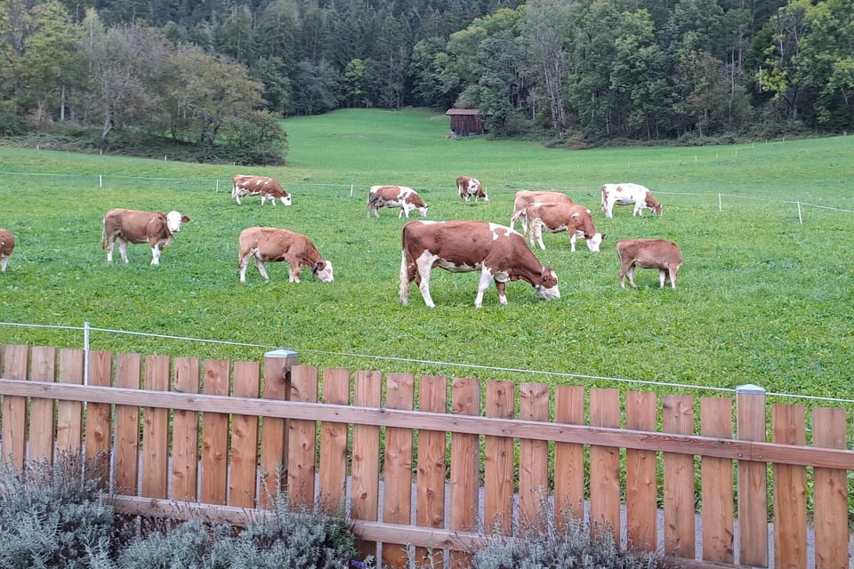 View from Holiday Home [summer]