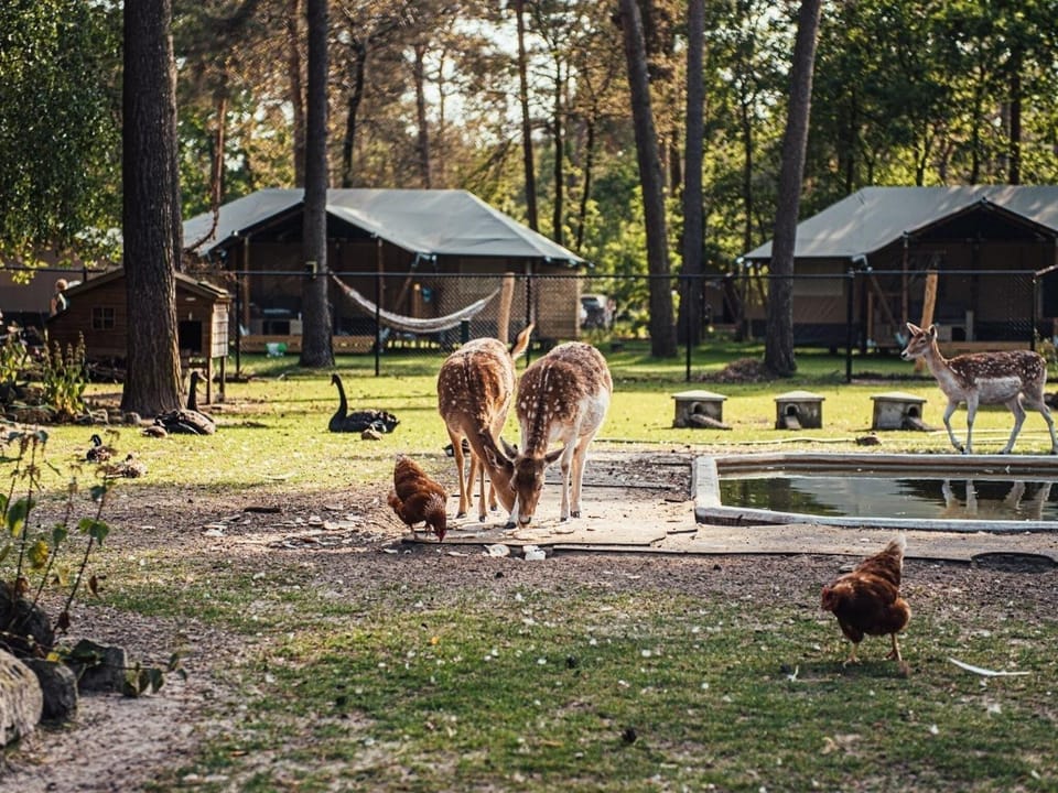Holiday Park Facilities and Services 
