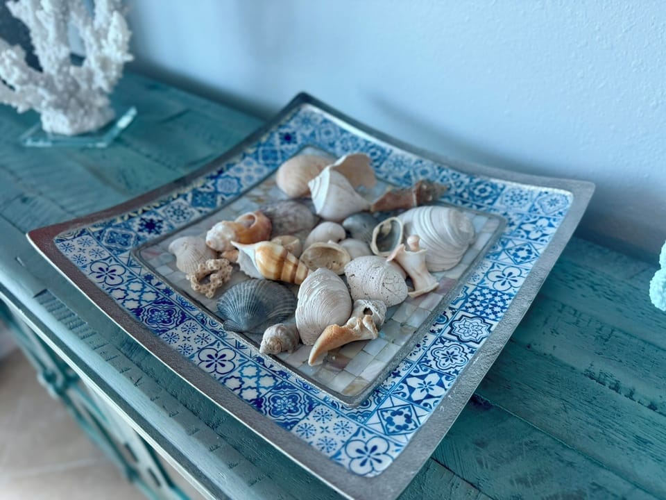 Every sea shell has a story 🐚