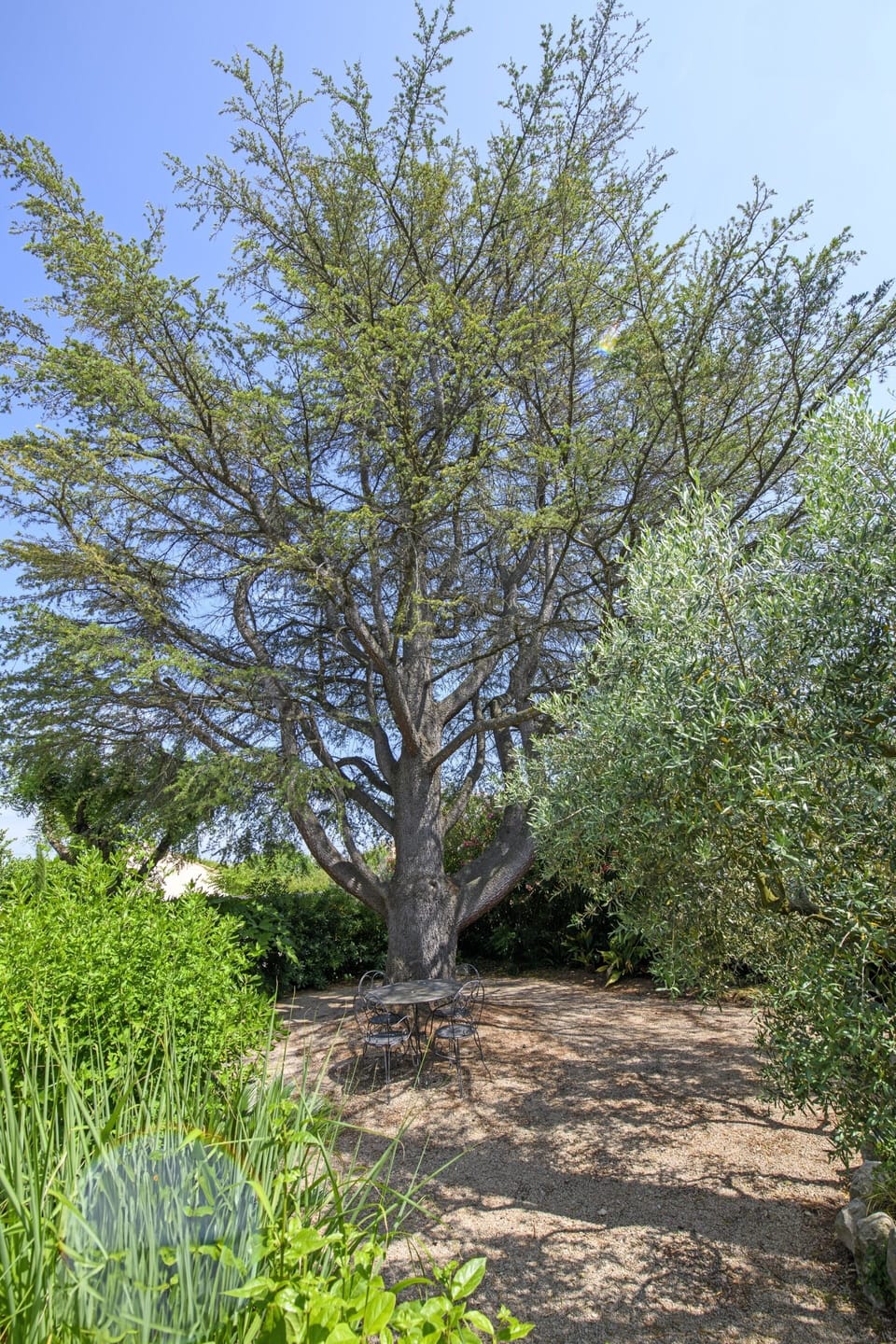 The cedar tree at the villa