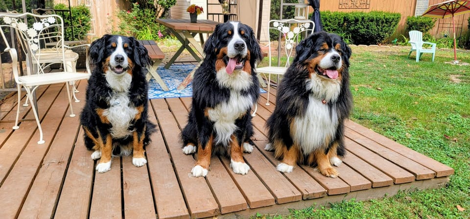 Pups posing in Backyard 