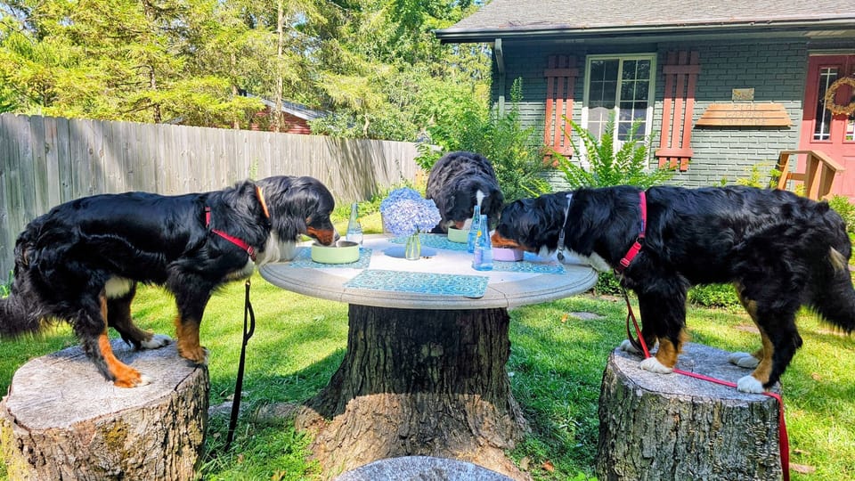 Front Picnic table