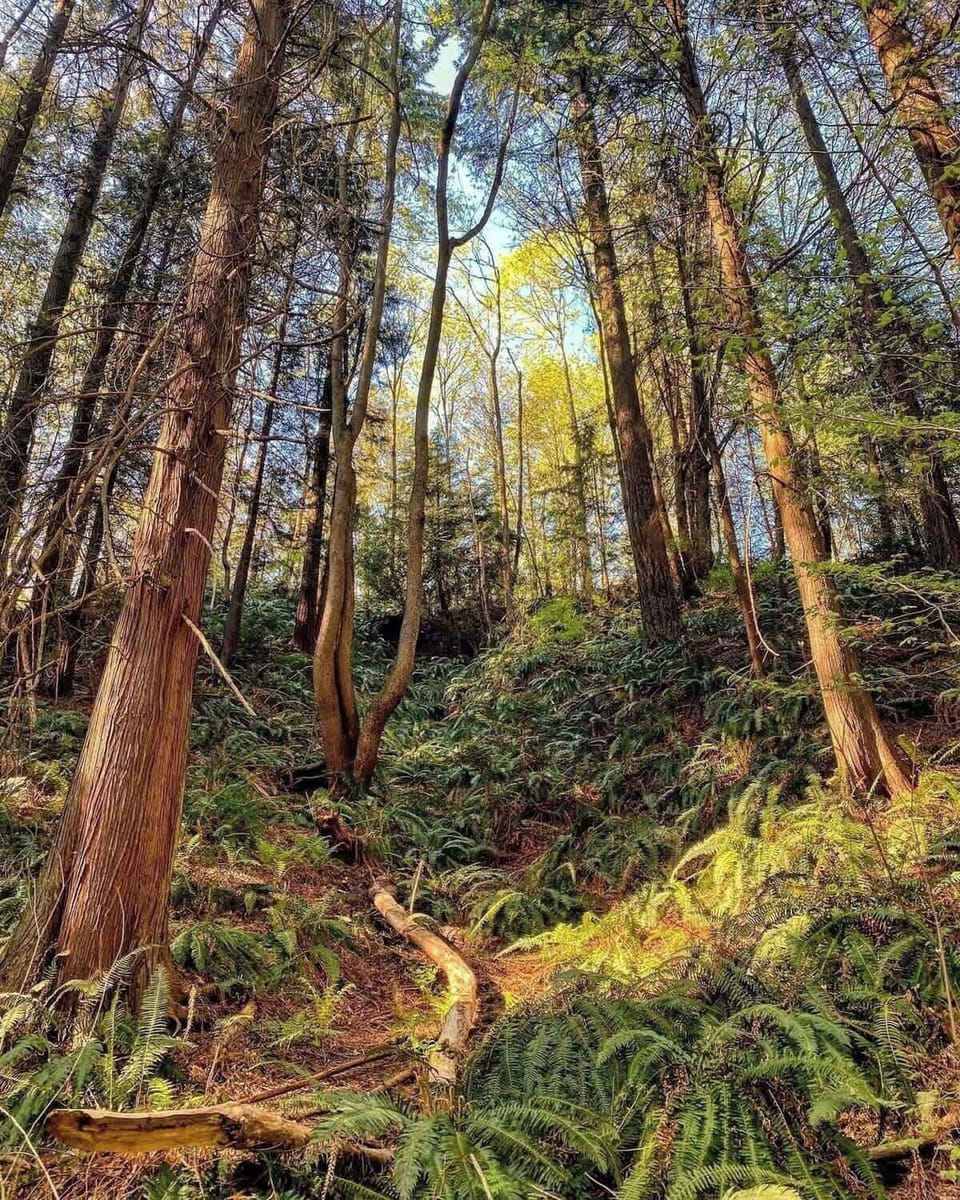 A walk through the woods is wonderful in both summer...