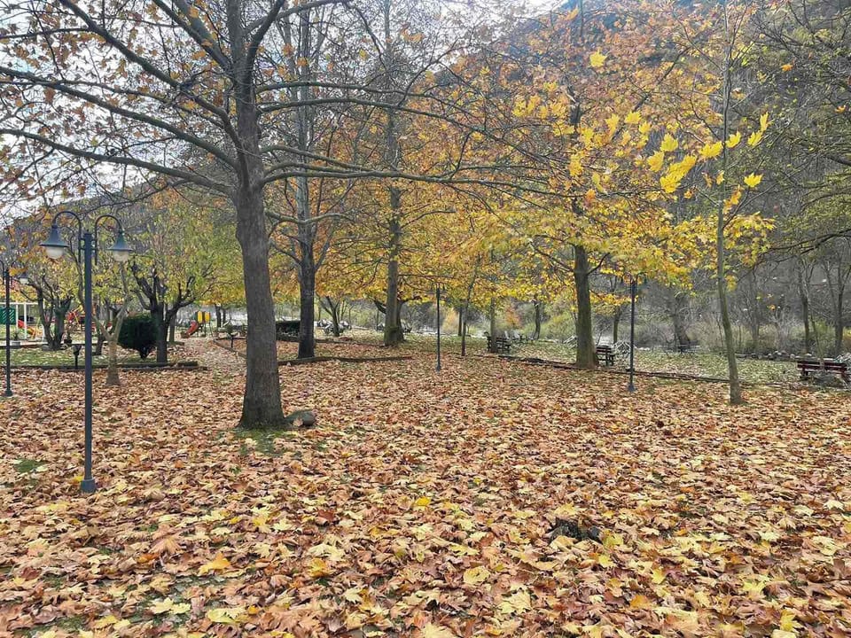 Autumn Landscape with Trees and Fallen Leaves in the Area
