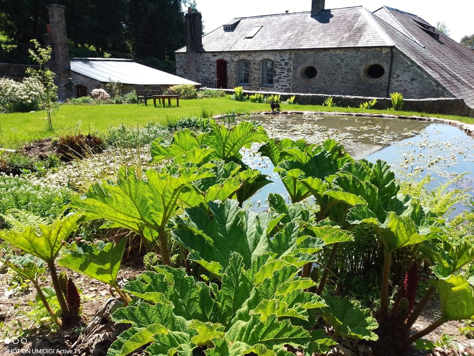 The pond and garden 