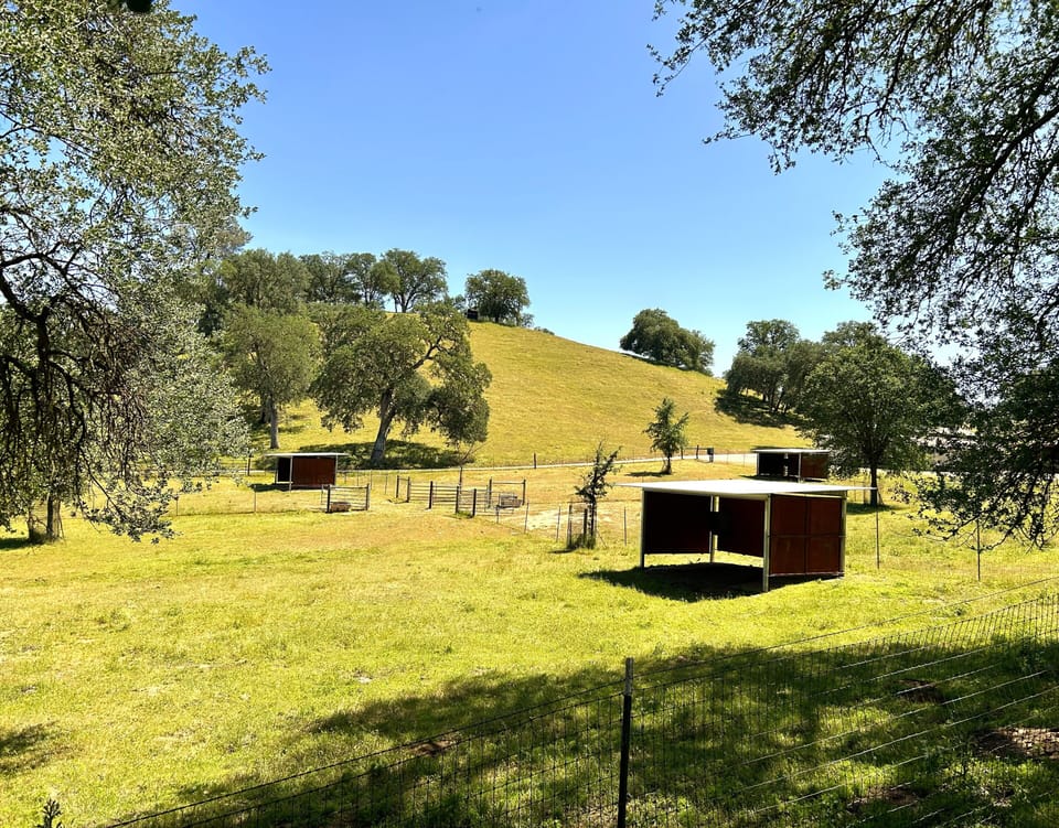 Pasture turnouts with automatic waterers can be divided into individual areas 