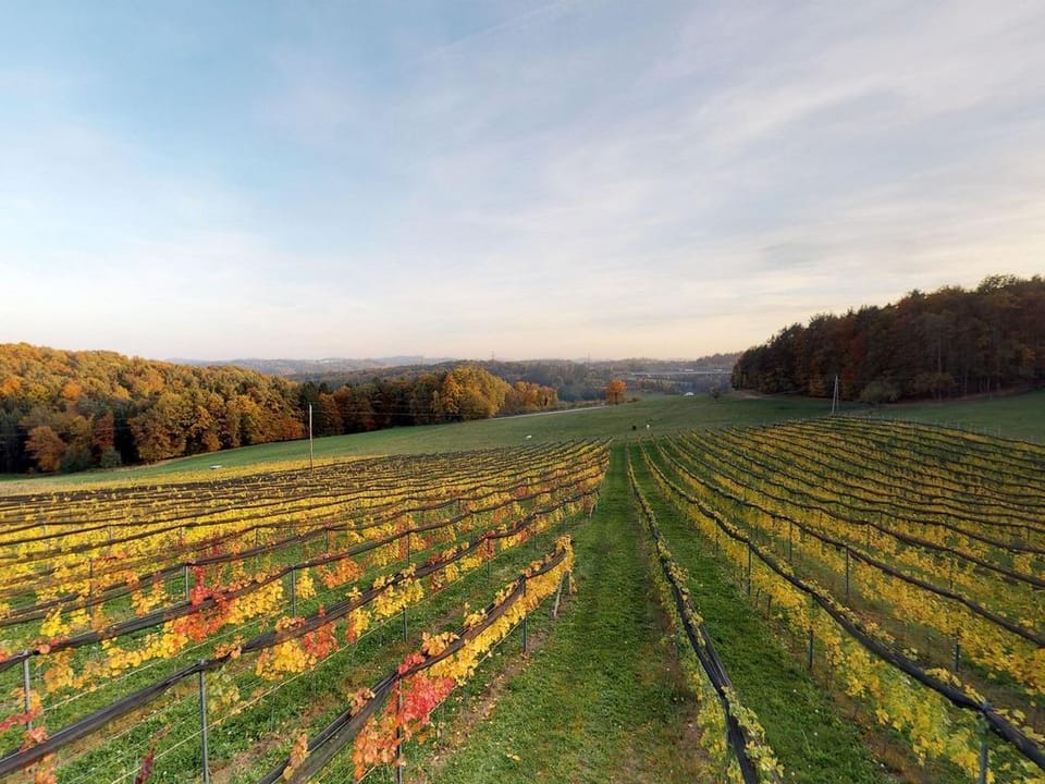 Vacation at Weinhof Ramminger - apartment/apartment, bath, WC, 2 bedrooms Apartment in Styria