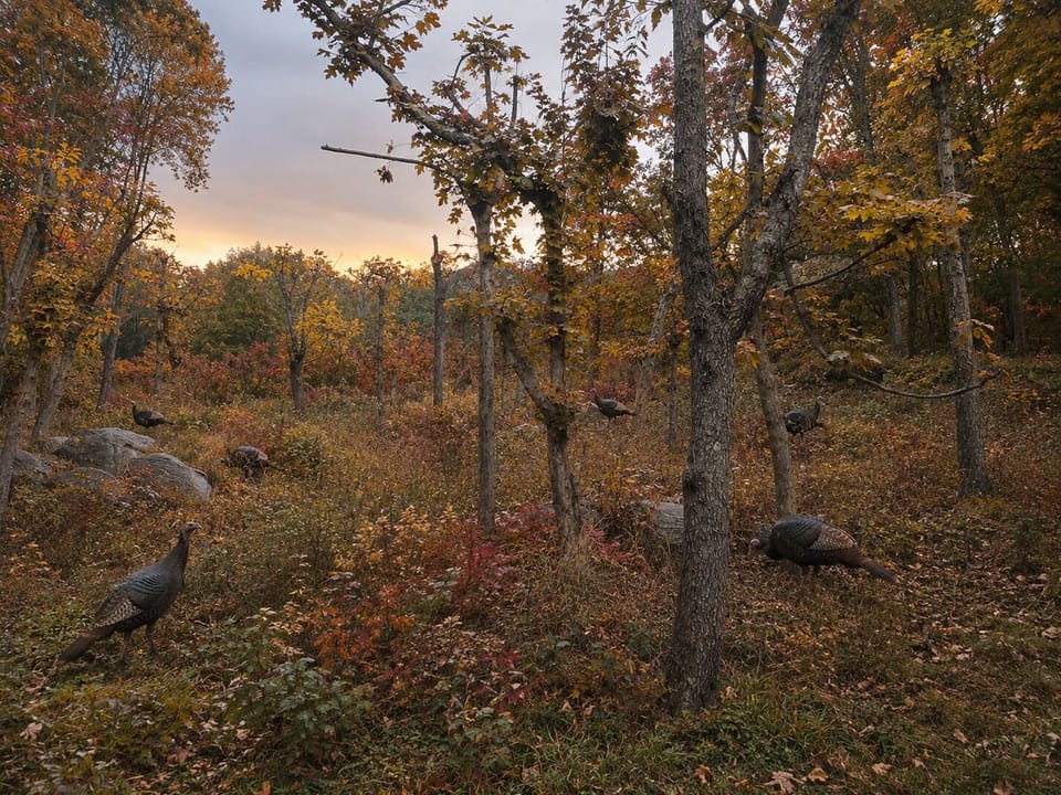 Serene autumn woodland with wildlife and peaceful natural views